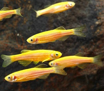 GloFish - Danio - Sunburst Orange - 1 inch - Quantity of 6 - Special Order